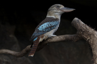 36 83h. Jeremy C photo - Cairns, Australia, casino ZOOm - bird