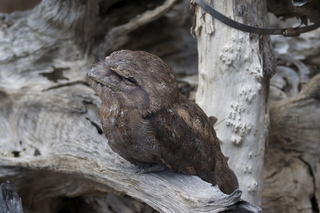 38 83h. Jeremy C photo - Cairns, Australia, casino ZOOm - bird