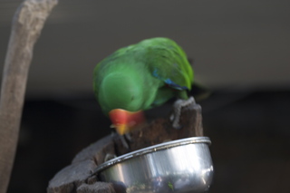 40 83h. Jeremy C photo - Cairns, Australia, casino ZOOm - bird