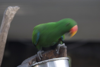 41 83h. Jeremy C photo - Cairns, Australia, casino ZOOm - bird