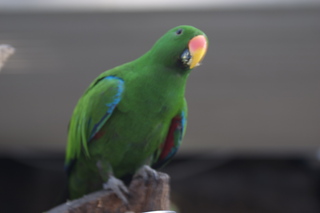 Jeremy C photo - Cairns, Australia, casino ZOOm - bird