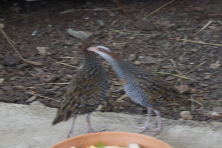 43 83h. Jeremy C photo - Cairns, Australia, casino ZOOm - birds