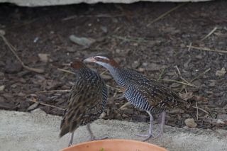 44 83h. Jeremy C photo - Cairns, Australia, casino ZOOm - birds