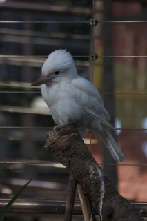 46 83h. Jeremy C photo - Cairns, Australia, casino ZOOm - bird