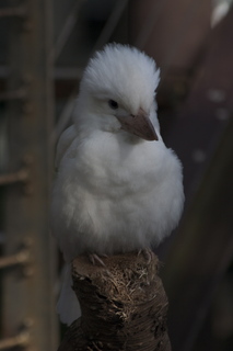 47 83h. Jeremy C photo - Cairns, Australia, casino ZOOm - bird