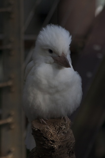 48 83h. Jeremy C photo - Cairns, Australia, casino ZOOm - bird