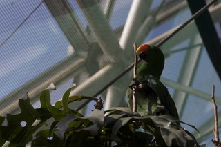 49 83h. Jeremy C photo - Cairns, Australia, casino ZOOm - bird