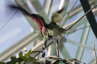 50 83h. Jeremy C photo - Cairns, Australia, casino ZOOm - bird