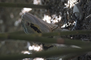 51 83h. Jeremy C photo - Cairns, Australia, casino ZOOm - lizard