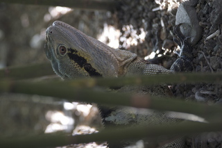 52 83h. Jeremy C photo - Cairns, Australia, casino ZOOm - lizard