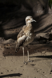 53 83h. Jeremy C photo - Cairns, Australia, casino ZOOm - bird