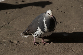 54 83h. Jeremy C photo - Cairns, Australia, casino ZOOm - bird