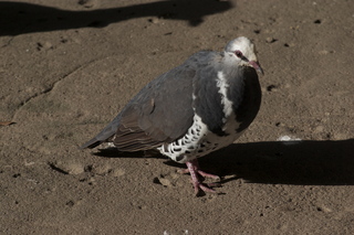 55 83h. Jeremy C photo - Cairns, Australia, casino ZOOm - bird