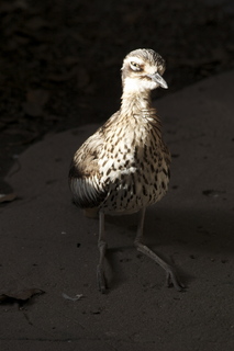 56 83h. Jeremy C photo - Cairns, Australia, casino ZOOm - bird