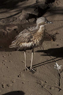 57 83h. Jeremy C photo - Cairns, Australia, casino ZOOm - bird