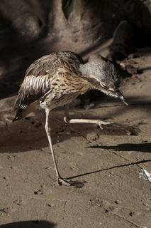 59 83h. Jeremy C photo - Cairns, Australia, casino ZOOm - bird