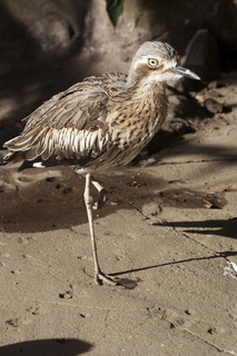 60 83h. Jeremy C photo - Cairns, Australia, casino ZOOm - bird