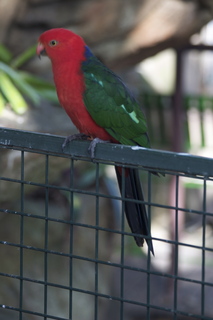 61 83h. Jeremy C photo - Cairns, Australia, casino ZOOm - bird