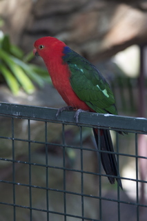 62 83h. Jeremy C photo - Cairns, Australia, casino ZOOm - bird