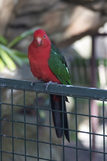 63 83h. Jeremy C photo - Cairns, Australia, casino ZOOm - bird