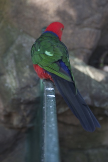 64 83h. Jeremy C photo - Cairns, Australia, casino ZOOm - bird