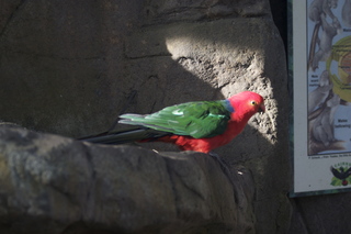 65 83h. Jeremy C photo - Cairns, Australia, casino ZOOm - bird