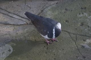 66 83h. Jeremy C photo - Cairns, Australia, casino ZOOm - bird