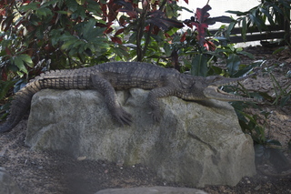 67 83h. Jeremy C photo - Cairns, Australia, casino ZOOm - crocodile