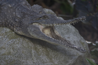 68 83h. Jeremy C photo - Cairns, Australia, casino ZOOm - crocodile