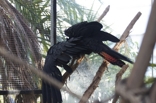 70 83h. Jeremy C photo - Cairns, Australia, casino ZOOm - black cockatoo