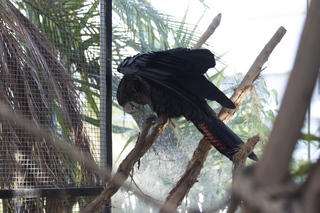 71 83h. Jeremy C photo - Cairns, Australia, casino ZOOm - black cockatoo