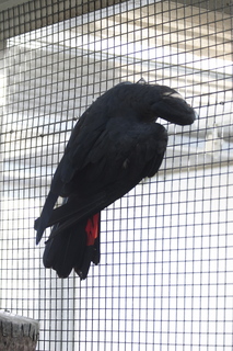 72 83h. Jeremy C photo - Cairns, Australia, casino ZOOm - black cockatoo