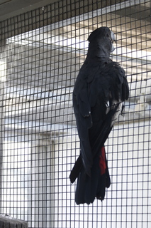 73 83h. Jeremy C photo - Cairns, Australia, casino ZOOm - black cockatoo