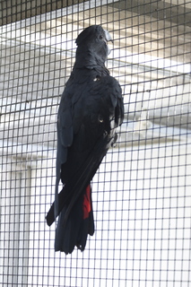 74 83h. Jeremy C photo - Cairns, Australia, casino ZOOm - black cockatoo