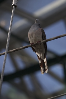 75 83h. Jeremy C photo - Cairns, Australia, casino ZOOm - bird