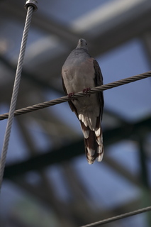 76 83h. Jeremy C photo - Cairns, Australia, casino ZOOm - bird