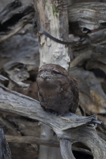 77 83h. Jeremy C photo - Cairns, Australia, casino ZOOm - frogmouth