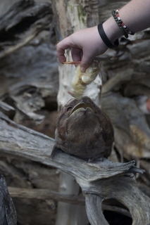 78 83h. Jeremy C photo - Cairns, Australia, casino ZOOm - frogmouth feeding