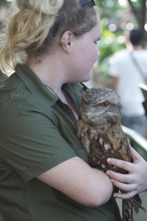 79 83h. Jeremy C photo - Cairns, Australia, casino ZOOm - frogmouth feeding