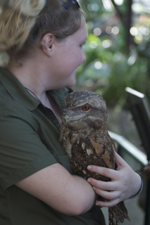 80 83h. Jeremy C photo - Cairns, Australia, casino ZOOm - frogmouth feeding