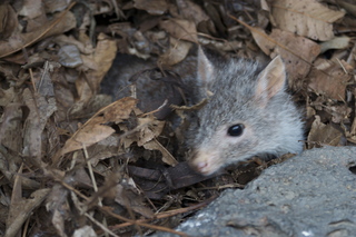 81 83h. Jeremy C photo - Cairns, Australia, casino ZOOm - kangaroo-like rodent