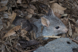 82 83h. Jeremy C photo - Cairns, Australia, casino ZOOm - kangaroo-like rodent