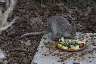 83 83h. Jeremy C photo - Cairns, Australia, casino ZOOm - kangaroo-like rodent