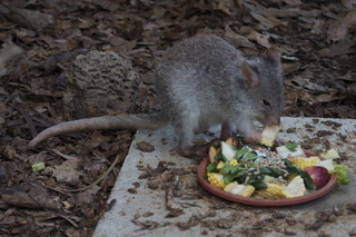 84 83h. Jeremy C photo - Cairns, Australia, casino ZOOm - kangaroo-like rodent