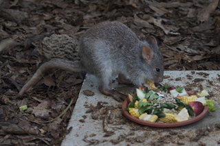 86 83h. Jeremy C photo - Cairns, Australia, casino ZOOm - kangaroo-like rodent