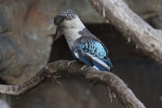 87 83h. Jeremy C photo - Cairns, Australia, casino ZOOm - bird