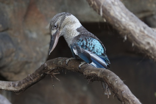 88 83h. Jeremy C photo - Cairns, Australia, casino ZOOm - bird