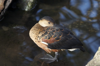 90 83h. Jeremy C photo - Cairns, Australia, casino ZOOm - bird