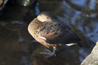 92 83h. Jeremy C photo - Cairns, Australia, casino ZOOm - bird