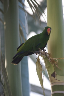 97 83h. Jeremy C photo - Cairns, Australia, casino ZOOm - bird